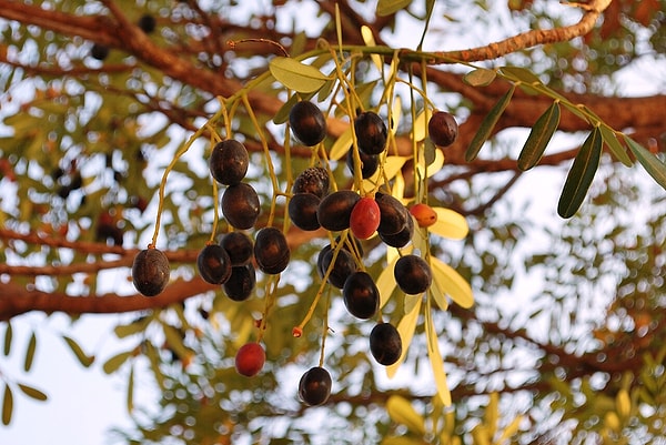 Siyah ve yeşil zeytin aslında aynı meyvenin farklı olgunluktaki hali