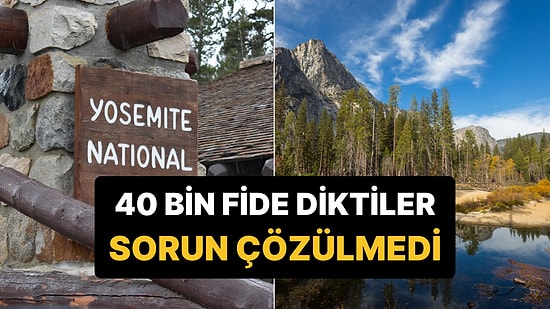 Yosemite'deki Çayıra 40 Bin Fide Diktiler: 3 Yıl Sonra Sorun Hâlâ Çözülmedi
