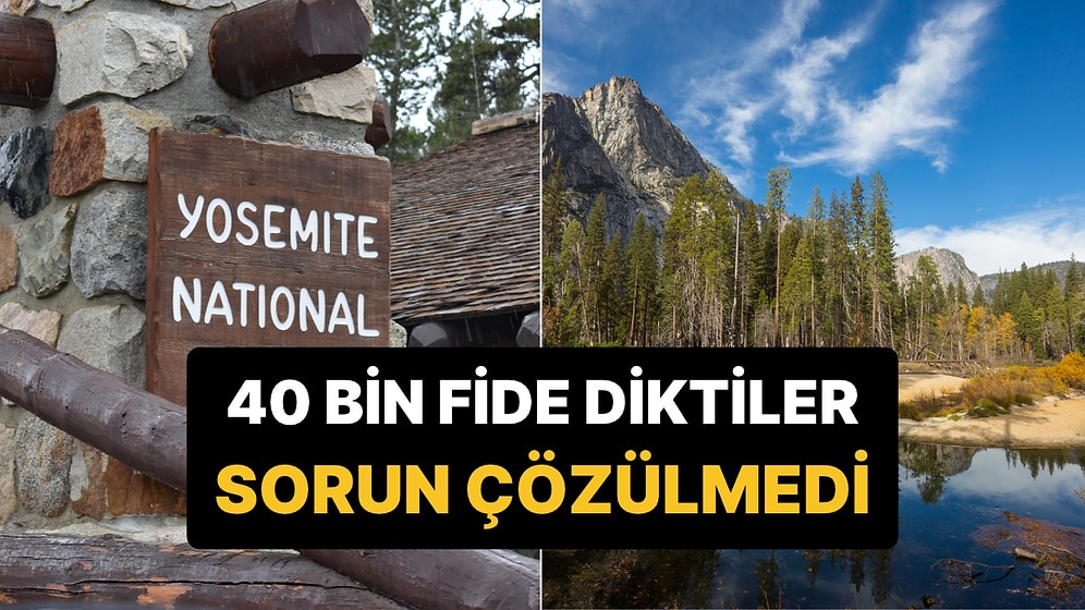 Yosemite'deki Çayıra 40 Bin Fide Diktiler: 3 Yıl Sonra Sorun Hâlâ Çözülmedi