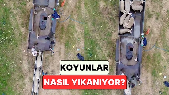 Yüzlerce Hayvanın Bulunduğu Çiftliklerde Koyunların Nasıl Yıkandığını Biliyor muydunuz?
