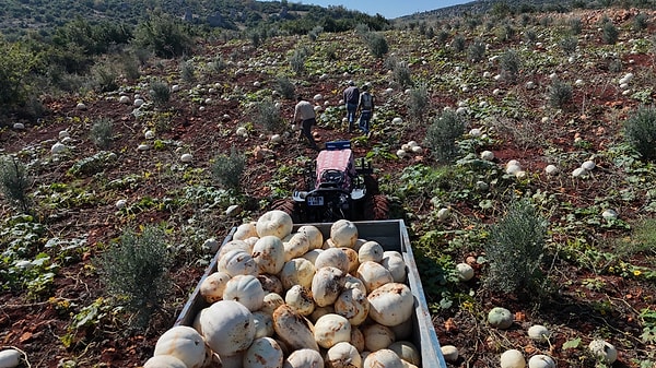 Türkiye’nin en verimli tarım alanlarından biri olan Hatay’da, yaz mevsiminin geride kalmasıyla birlikte ürünlerin toplanmasında son aşamaya gelindi.