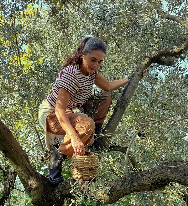 Ağaçlara tırmanıp zeytinleri tek tek toplayan Gürbüz, hasat anlarını sosyal medyada paylaştı.
