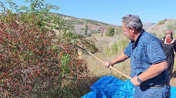 İç Anadolu’nun ve özellikle Sivas bölgesinin dağlık alanlarında doğal olarak yetişen kuşburnu, kış sofralarının vazgeçilmezi olarak yerini almaya hazırlanıyor.