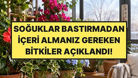 Kış Gelmeden İçeri Almanız Gereken Bitkiler Açıklandı