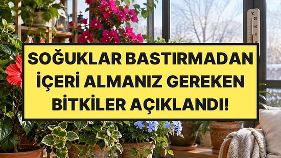 Kış Gelmeden İçeri Almanız Gereken Bitkiler Açıklandı