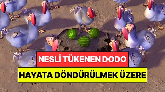 Nesli Tükenen Dodoyu Hayata Döndürecekler: "Aptal" Olduğu İçin Yok Oldu Sanılıyordu