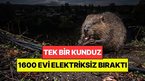 Tek Bir Kunduz 1600 Evi Karanlıkta Bıraktı: Tüm Kabloları Kemirmiş