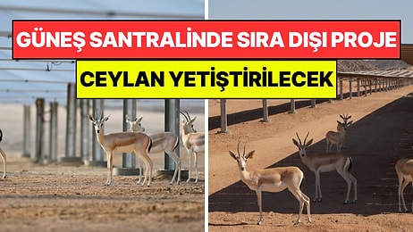 Dev Güneş Panellerinin Altında Beklenmeyeni Yaptılar: Ceylan Yetiştirilecek