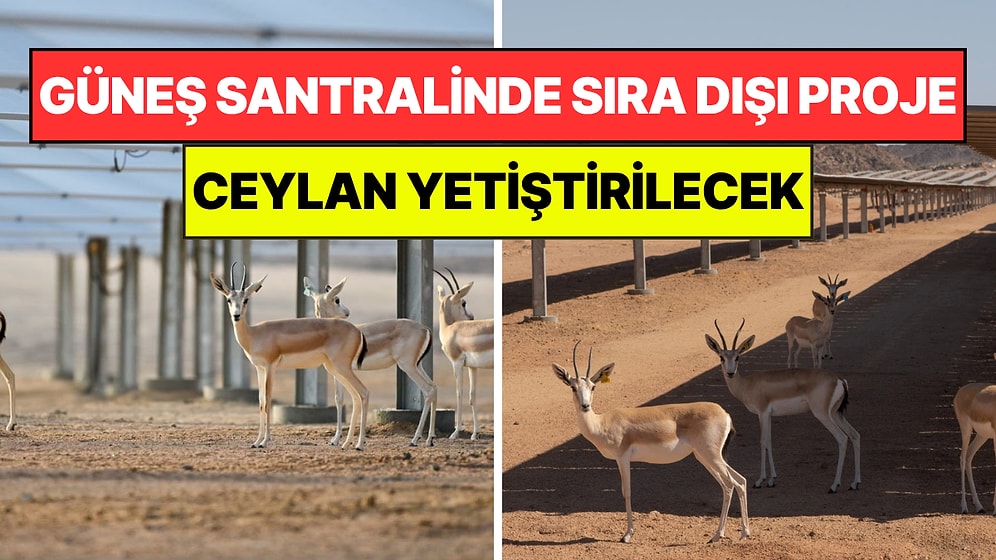 Dev Güneş Panellerinin Altında Beklenmeyeni Yaptılar: Ceylan Yetiştirilecek