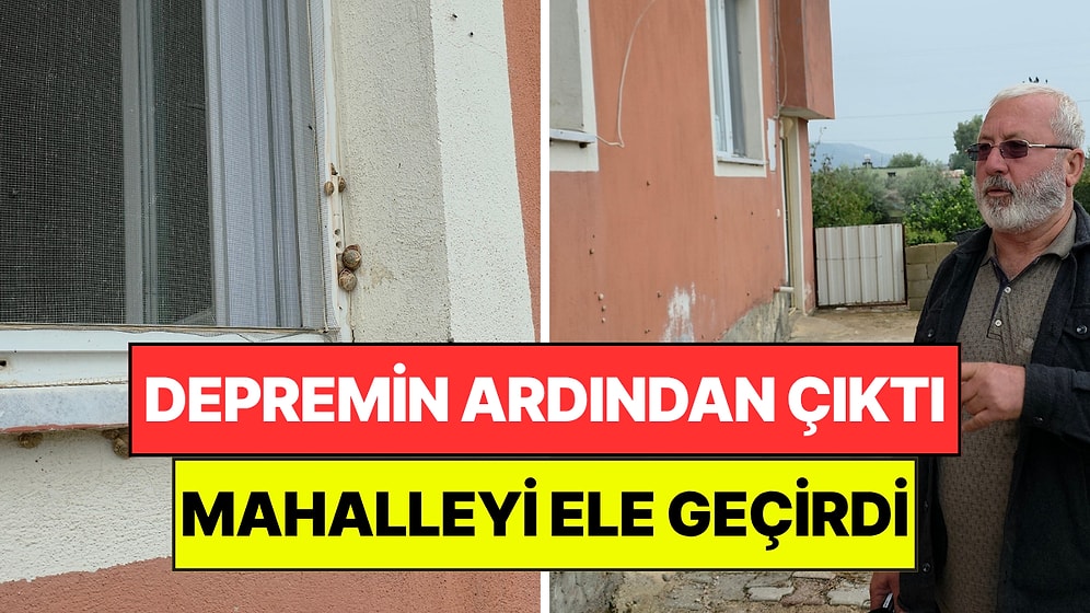 Depremden Sonra Ortaya Çıktılar: Evleri ve Bahçeleri Tek Tek İstila Ettiler