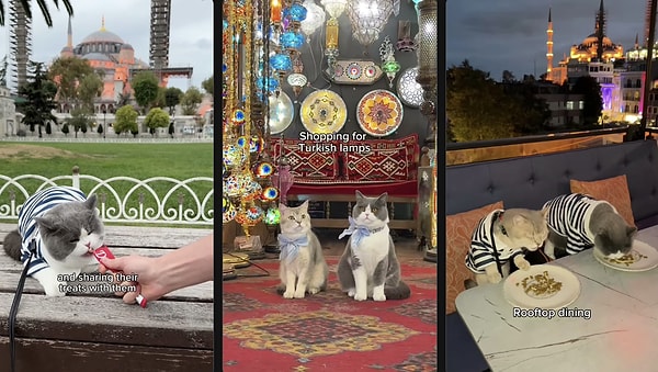 What’s it like to travel with a pet?