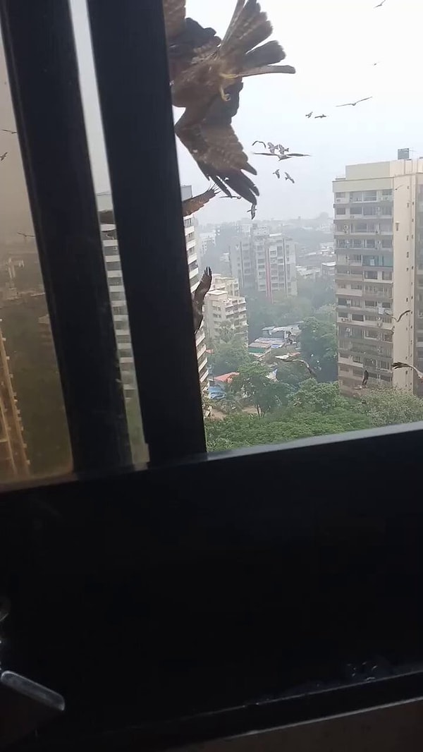 Hindistan'da kuşlara et atmanın uğur getirdiğine inanılıyor!