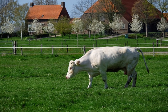 Unexpected End for the World’s First Floating Dairy Farm: No More Cows Left