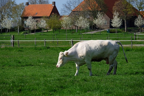 Unexpected End for the World’s First Floating Dairy Farm: No More Cows Left