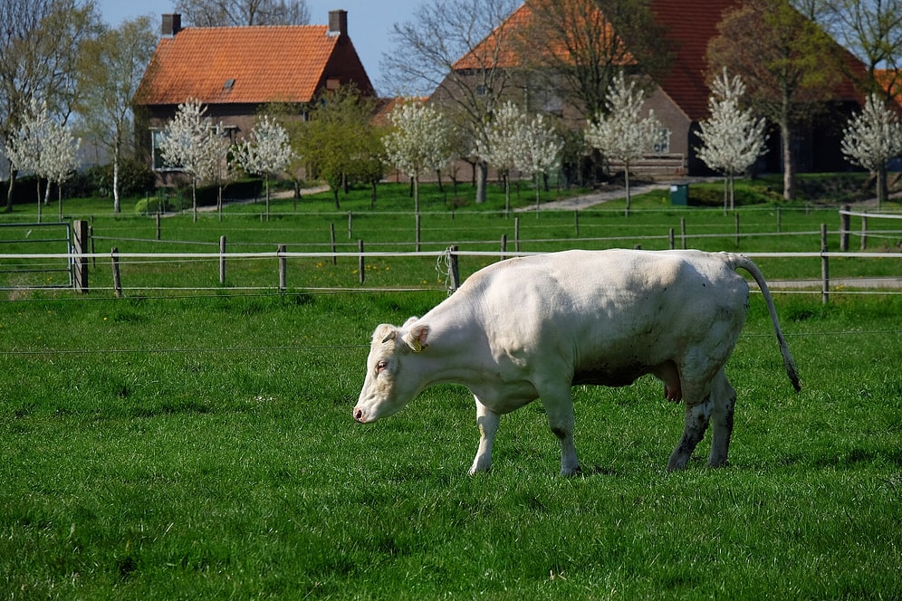 Unexpected End for the World’s First Floating Dairy Farm: No More Cows Left