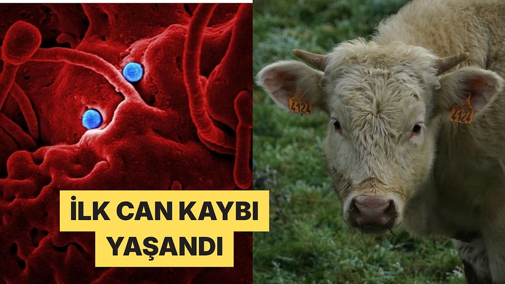 Fransa'da Hayvanlarda Görülen Shamonda Virüsü İlk Kez Bir İnsanda Tespit Edildi