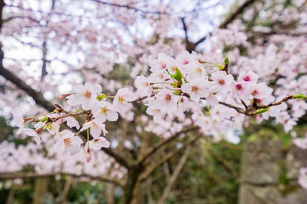 Japonya'nın Hanami Kültürü Nedir?