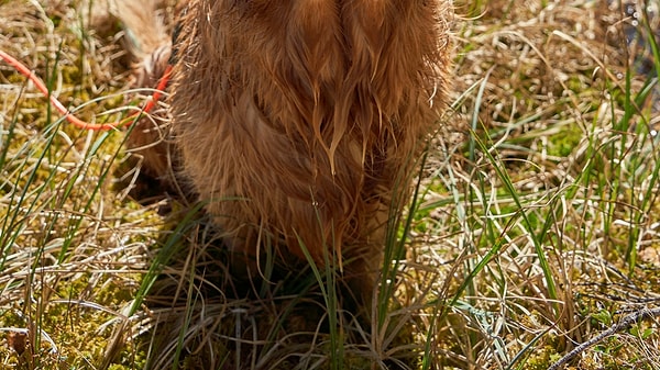İngiltere’de 2026’nın En Popüler Köpek İsimleri Açıklandı
