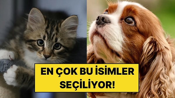 Kedi ve Köpeklere En Çok Bu İsimler Veriliyor: 2026'nın En Popüler İsimleri Açıklandı!