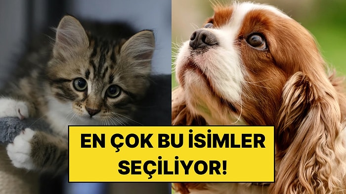 Kedi ve Köpeklere En Çok Bu İsimler Veriliyor: 2026'nın En Popüler İsimleri Açıklandı!