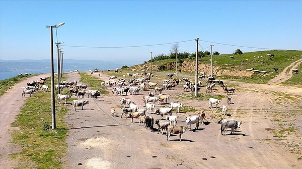 Shamonda virüsü sığır, koyun ve keçi gibi çiftlik hayvanlarında görülüyor
