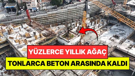 Yüzlerce Yıllık Ağaç İnşaatın Ortasında Kaldı: Etrafına Kazıklar Çakıldı