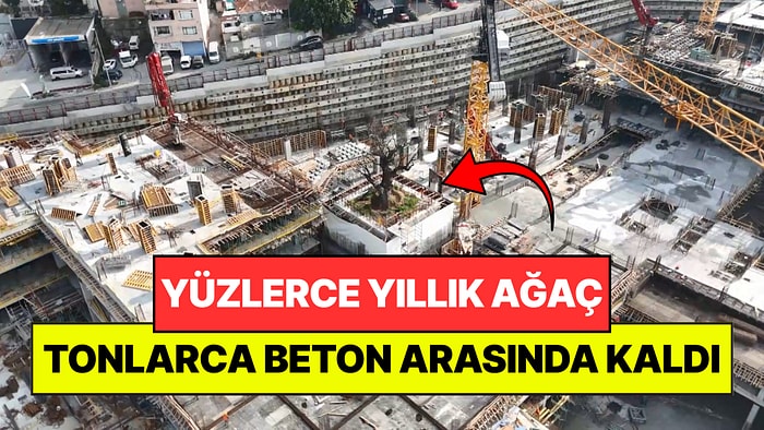 Yüzlerce Yıllık Ağaç İnşaatın Ortasında Kaldı: Etrafına Kazıklar Çakıldı