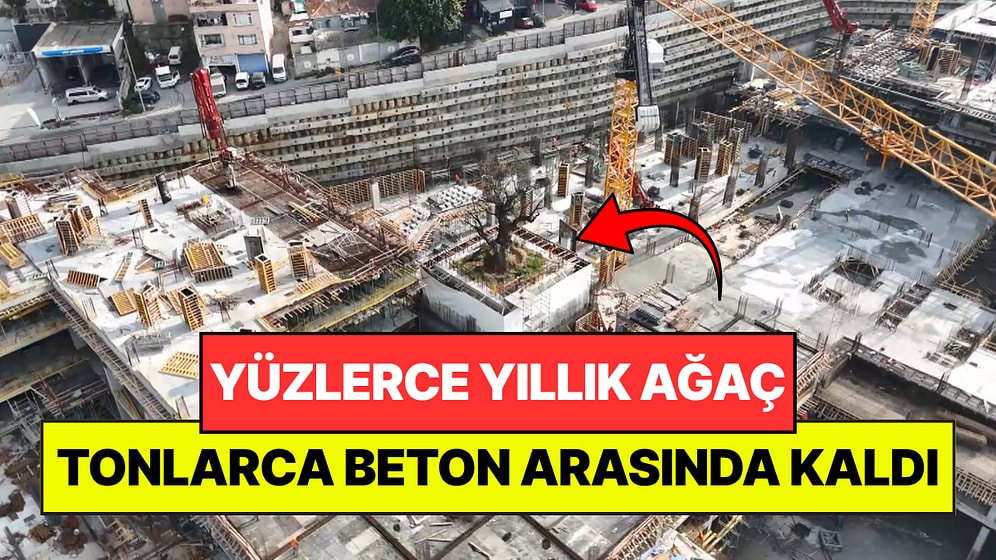Yüzlerce Yıllık Ağaç İnşaatın Ortasında Kaldı: Etrafına Kazıklar Çakıldı