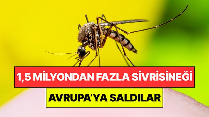 1,5 Milyondan Fazla Parazitli Sivrisinek Doğaya Salındı: Avrupa'dan Şok Edici Deney
