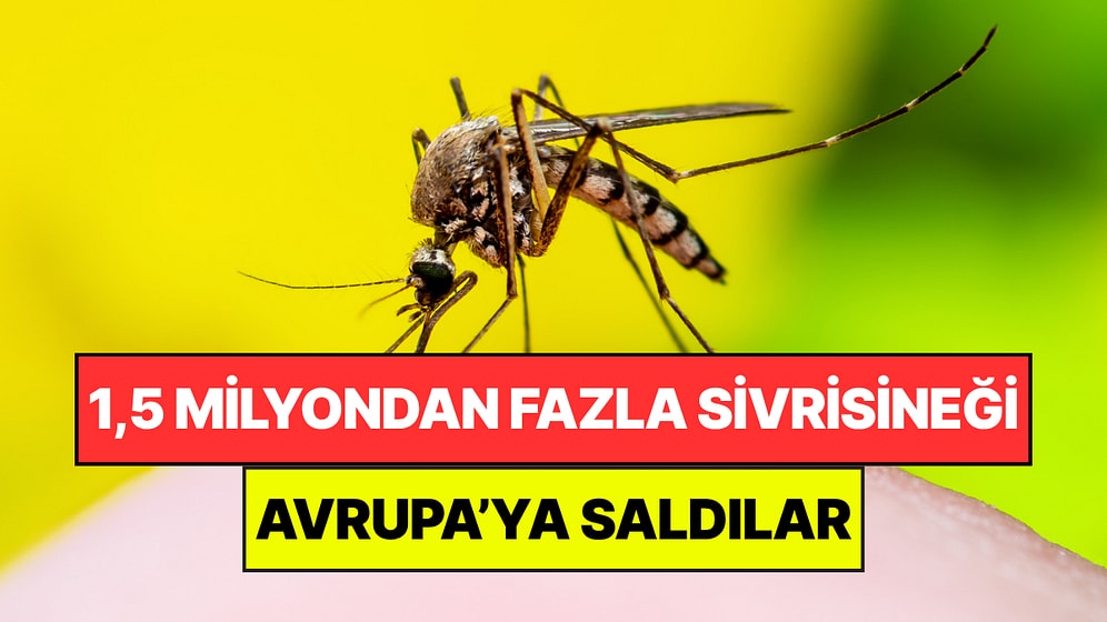 1,5 Milyondan Fazla Parazitli Sivrisinek Doğaya Salındı: Avrupa'dan Şok Edici Deney