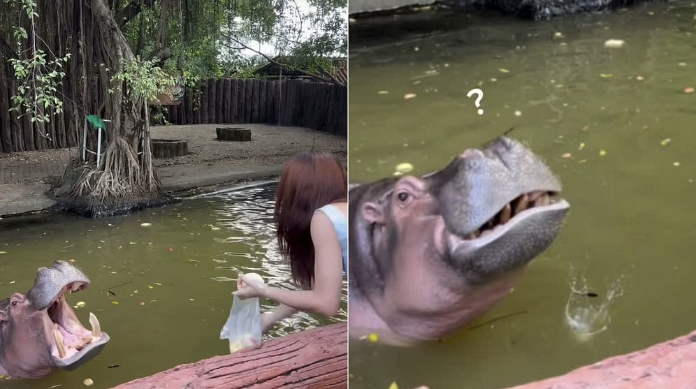 Woman Angers Massive Hippo After Failing to Throw Fruit into Its Mouth