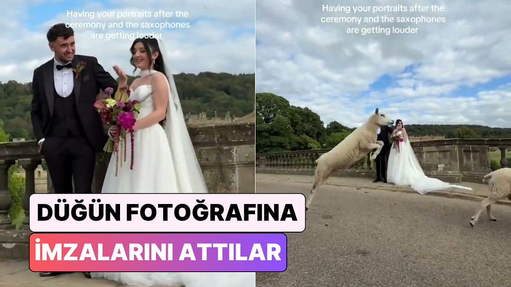 Koyunlar Düğün Fotoğrafı Çektiren Çifte Unutulmaz Bir Sürpriz Bıraktı