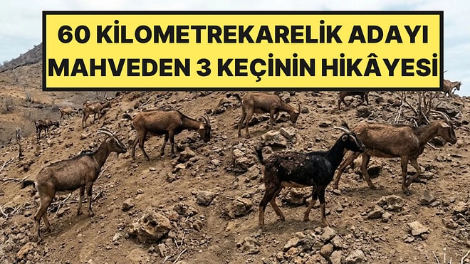 1959'da Adaya Bırakılan 3 Keçi Doğanın Dengesini Altüst Etti