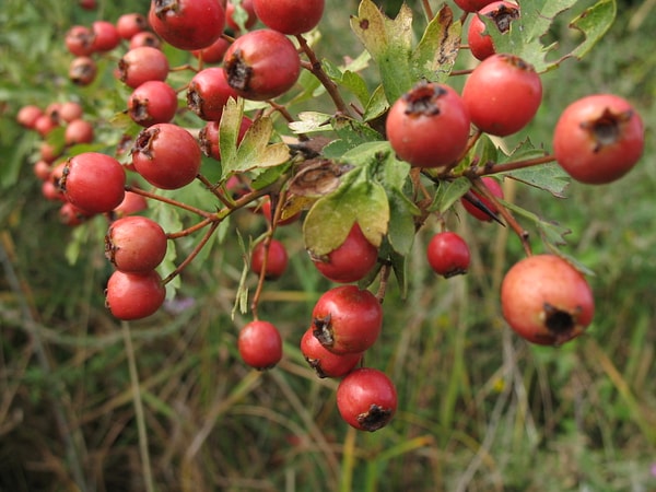 Hawthorn berries contain more fiber, vitamin C, and antioxidants than some common fruits.