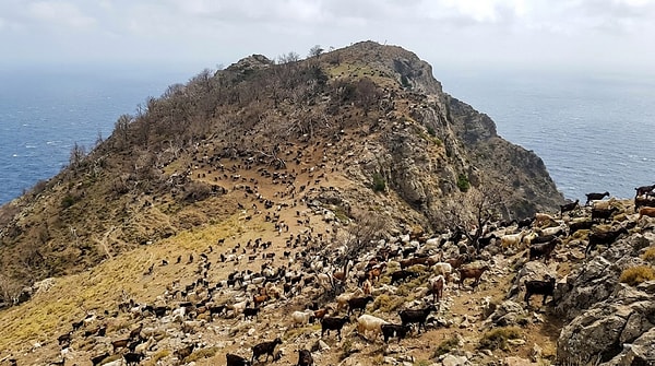 Within 15 years, the goat population was estimated to have grown to between 12,000 and 20,000, devastating the forests all the way to the summit.