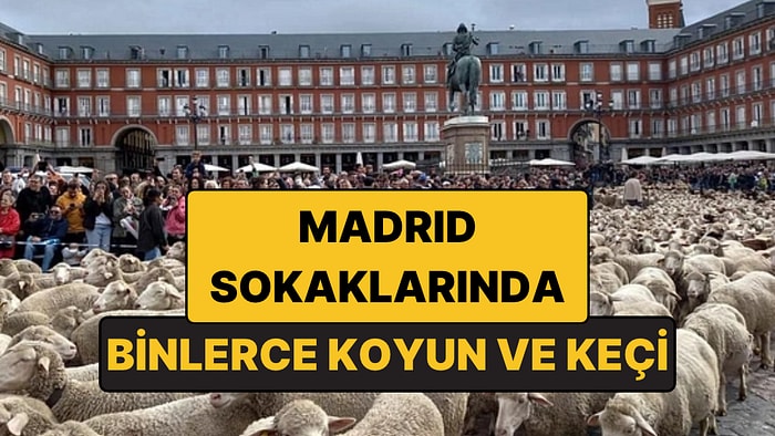 Binlerce Koyun ve Keçi Madrid'in Sokaklarına Salındı: 600 Yıllık Gelenek