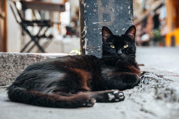 Türk Kültüründe Kara Kedi: Uğursuz Değil, Gizemli
