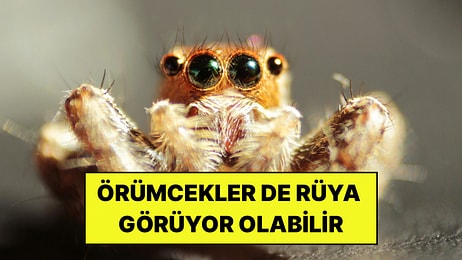 Örümcekler de İnsanlar Gibi Rüya Görebilir mi? Bilim İnsanlarından Şaşırtıcı Keşif!