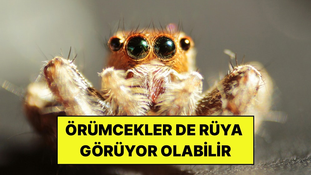 Örümcekler de İnsanlar Gibi Rüya Görebilir mi? Bilim İnsanlarından Şaşırtıcı Keşif!