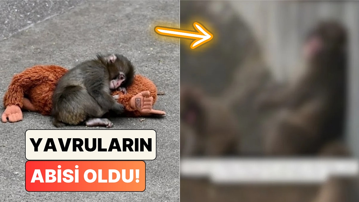 Pelüş Orangutana Sarılmasıyla Yüreğimizi Dağlayan Maymun Punch'ın Son Hali Paylaşıldı