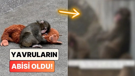 Pelüş Orangutana Sarılmasıyla Yüreğimizi Dağlayan Maymun Punch'ın Son Hali Paylaşıldı