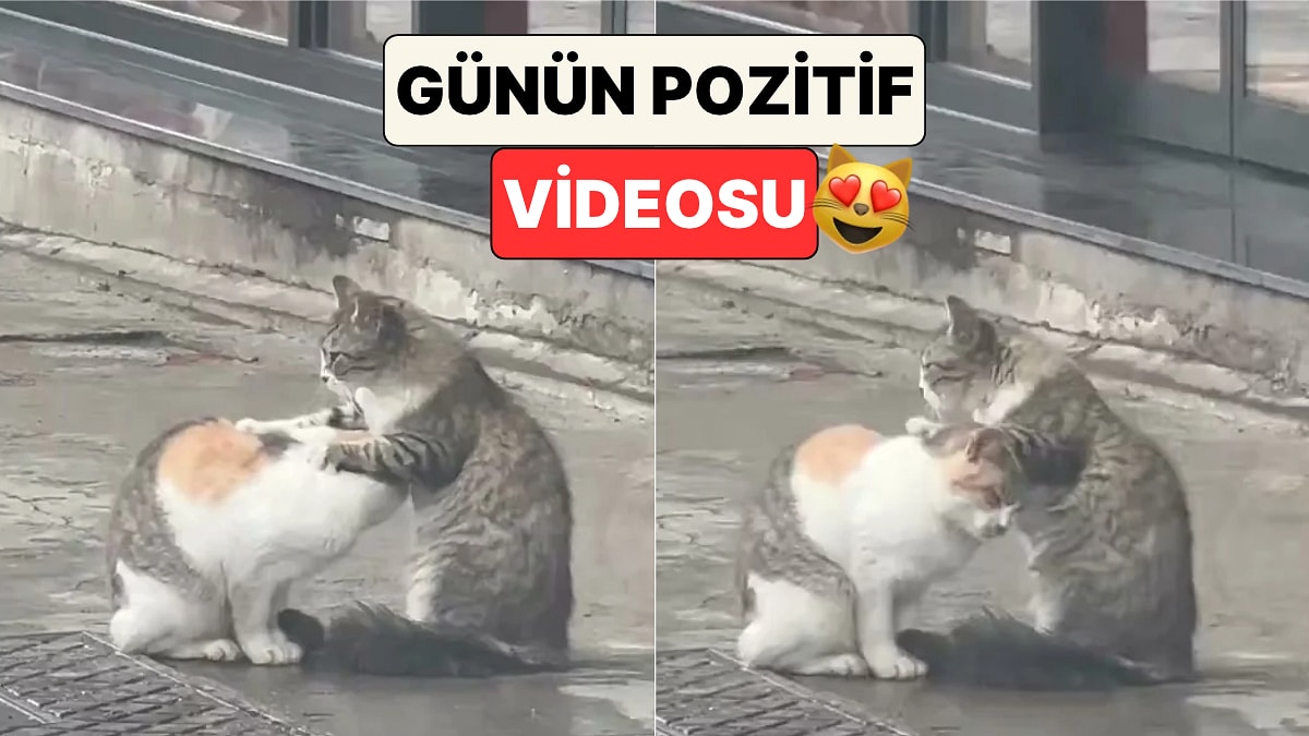 İstanbul'da Yağmurlu Havada Kaldırımda Arkadaşına Pati Masajı Yapan Kedi Görenlerin İçini Isıttı