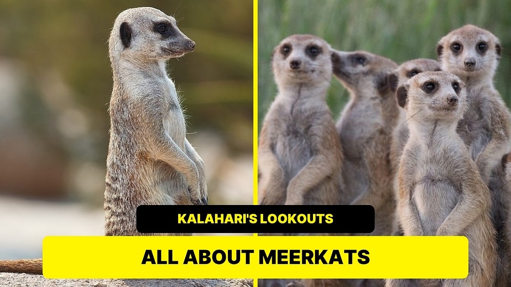Meerkats: Everything You Wanted To Know About The Kalahari's Famous Lookouts