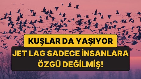 Kuşlar da Jet Lag Oluyor: Uzun Uçuşlar Kuşların İç Saatini Bozuyor