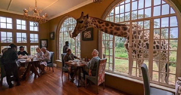 16. Giraffe Manor - Kenya