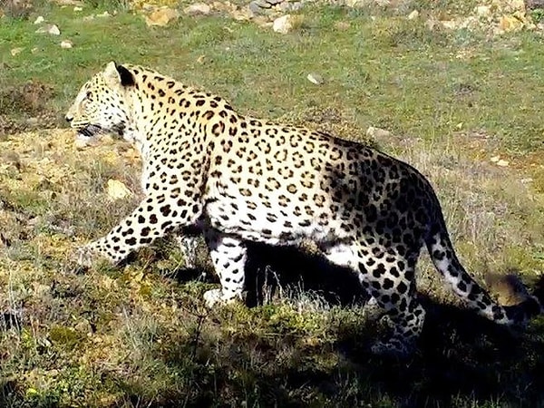 Son yıllarda karşılaşmanın bir mucize haline geldiği yerli yırtıcı, Doğa Koruma ve Milli Parklar (DKMP) Genel Müdürlüğü'nün sıkı çabaları sonucu ülkemizde tekrardan görüntülendi.