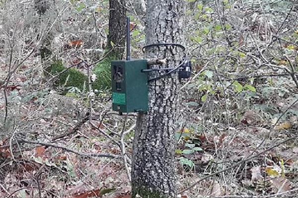 DKMP tarafından doğal alanlara yerleştirilen fotokapan cihazları, geçmiş yıllarda yasadışı avlanmalar nedeniyle nesli tükenen Anadolu Parsı'nı yaklaşık 4 yıllık bir aradan sonra tekrardan yakalamayı başardı.