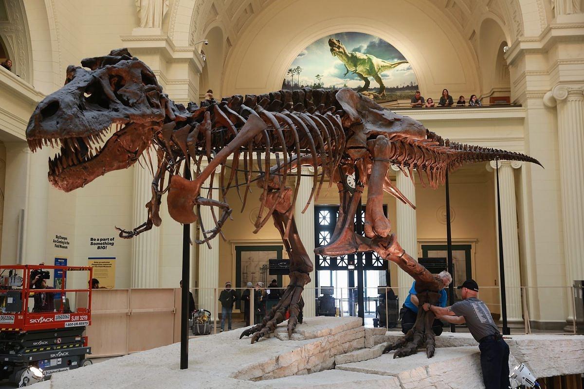 Araştırmacılar, Chicago Field Müzesi’de sergilenen ve şu ana dek keşfedilen en eksiksiz 'Tyrannosaurus rex' örneklerinden biri olan dinazorun, büyüme halkalarına bakarak 28 yaşında öldüğünü ortaya çıkarmıştı.