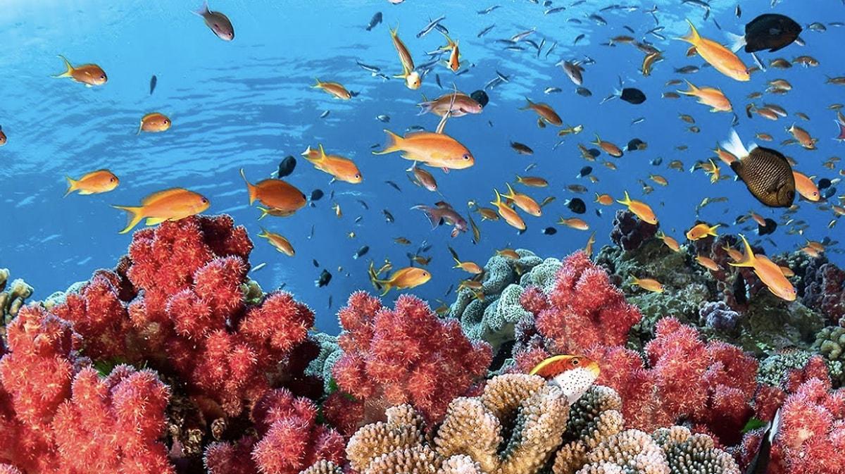 12. Great Barrier Reef Ulusal Parkı