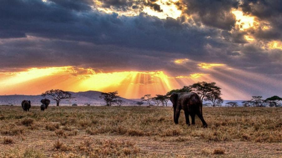 14. Serengeti Ulusal Parkı